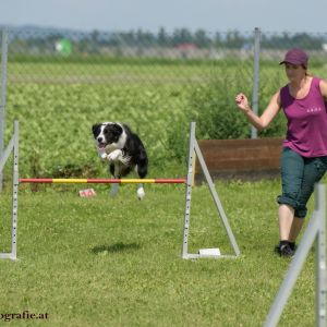 Agility Turnier des ÖSPSC