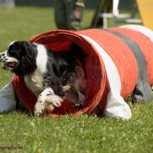 Agility Turnier des ÖSPSC