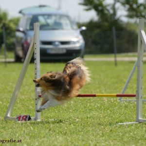 Agility Turnier des ÖSPSC