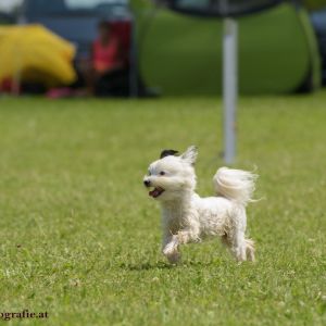 Agility Turnier des ÖSPSC