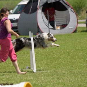 Agility Turnier des ÖSPSC