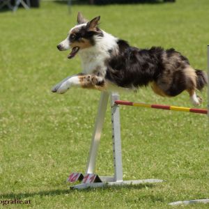 Agility Turnier des ÖSPSC