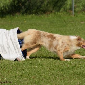 Agility Turnier des ÖSPSC