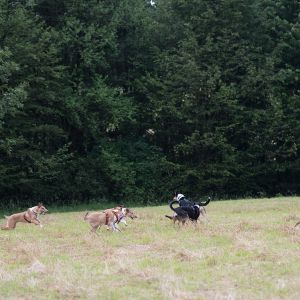 Kurzhaarcollie Treffen in Sulz im Wienerwald