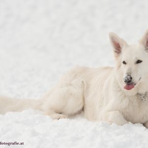 Silvester mit Hund im Hotel Grimming