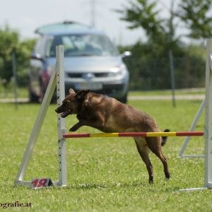 Agility Turnier des ÖSPSC