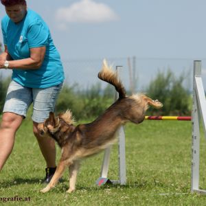 Agility Turnier des ÖSPSC