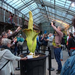 Amorphophallus_titanum_IMG_2042.jpg