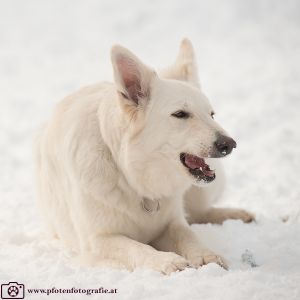 Silvester mit Hund im Hotel Grimming