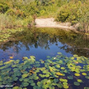 Schillerwasser