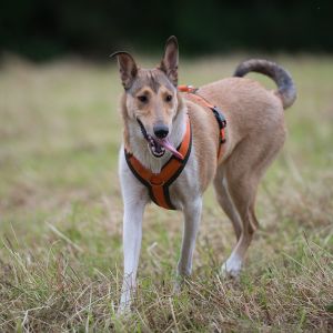 Kurzhaarcollie Treffen in Sulz im Wienerwald