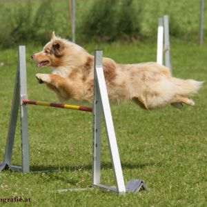 Agility Turnier des ÖSPSC