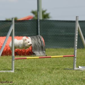 Agility Turnier des ÖSPSC