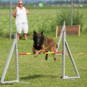 Agility Turnier des ÖSPSC