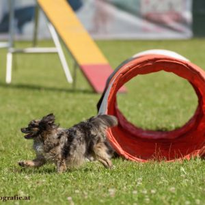 Agility Turnier des ÖSPSC