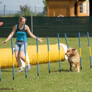 Agility Turnier des ÖSPSC