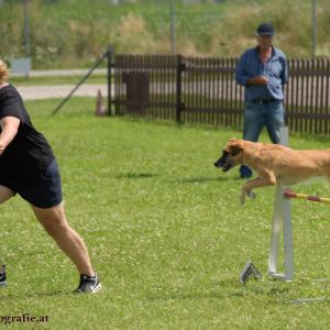 Agility Turnier des ÖSPSC