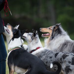 Kurzhaarcollie Treffen in Sulz im Wienerwald