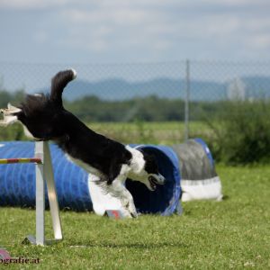 Agility Turnier des ÖSPSC