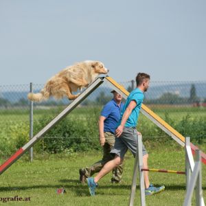 Agility Turnier des ÖSPSC