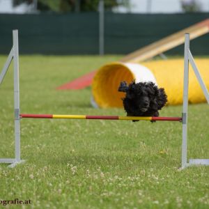 Agility Turnier des ÖSPSC