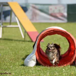 Agility Turnier des ÖSPSC