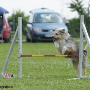 Agility Turnier des ÖSPSC