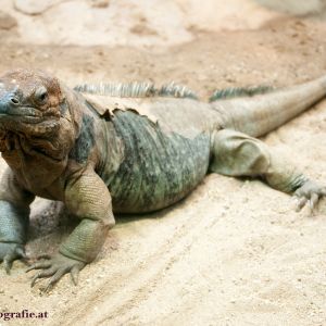 Nashornleguan 