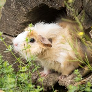 Meerschweinchen