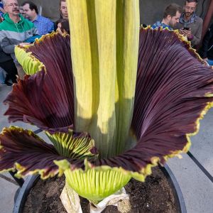 Amorphophallus_titanum_DSC_5874.jpg