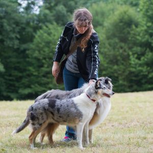 Kurzhaarcollie Treffen in Sulz im Wienerwald