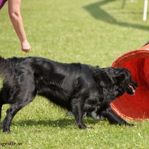 Agility Turnier des ÖSPSC