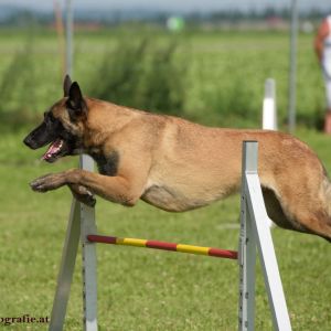 Agility Turnier des ÖSPSC