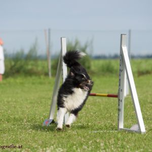 Agility Turnier des ÖSPSC