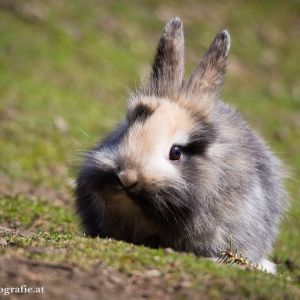 Hauskaninchen 