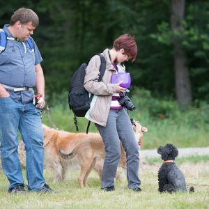 Kurzhaarcollie Treffen in Sulz im Wienerwald