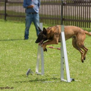 Agility Turnier des ÖSPSC