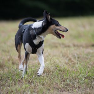 Kurzhaarcollie Treffen in Sulz im Wienerwald