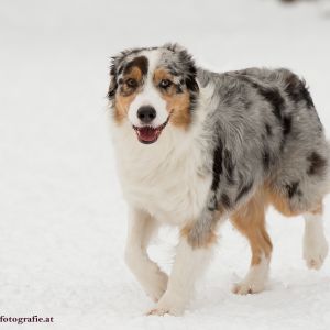 Silvester mit Hund im Hotel Grimming