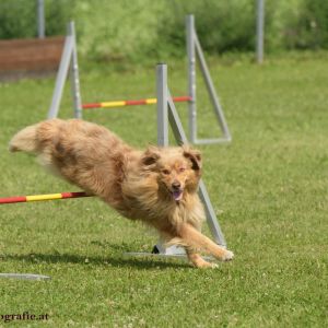 Agility Turnier des ÖSPSC