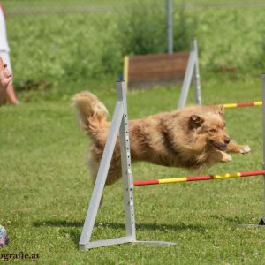 Agility Turnier des ÖSPSC