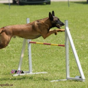 Agility Turnier des ÖSPSC