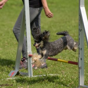 Agility Turnier des ÖSPSC