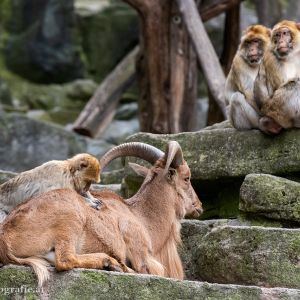 Elenantilope & Berberaffen