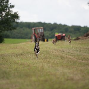 Kurzhaarcollie Treffen in Sulz im Wienerwald