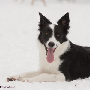 Silvester mit Hund im Hotel Grimming