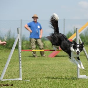 Agility Turnier des ÖSPSC