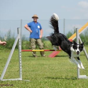 Agility Turnier des ÖSPSC