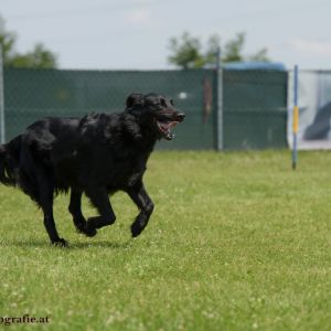 Agility Turnier des ÖSPSC