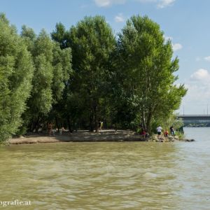 Hundestrand Donauinsel Nord